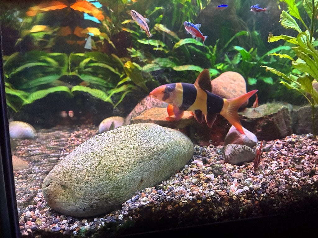Clown Botia, 2 stuks, Vis, Zoetwatervis