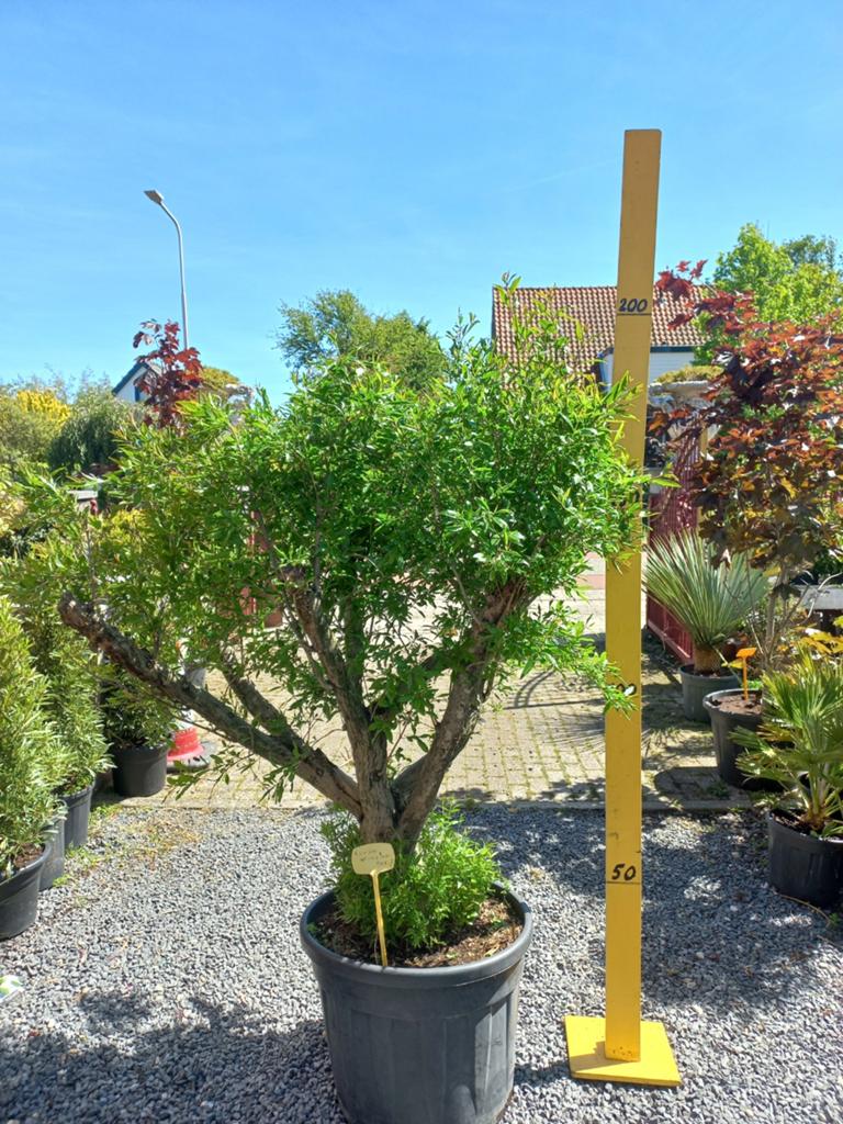 Grote Granaatappelboom 200cm (Punica Granatum) - Volle Zon, Volle zon, Vaste plant, Zomer, Ophalen