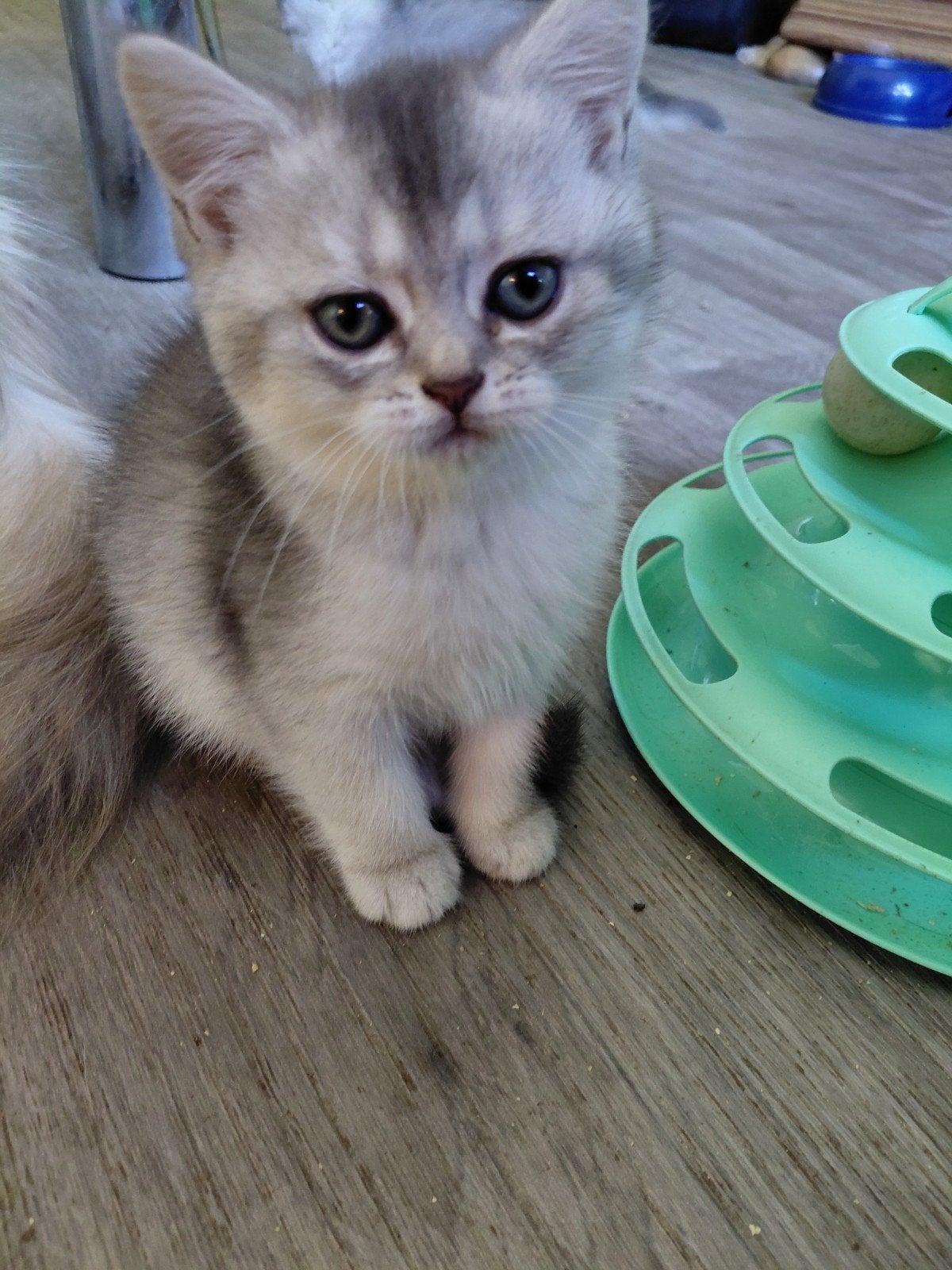 Foto 2 van britse korthaar kittens nog 1poesje beschikbaar
