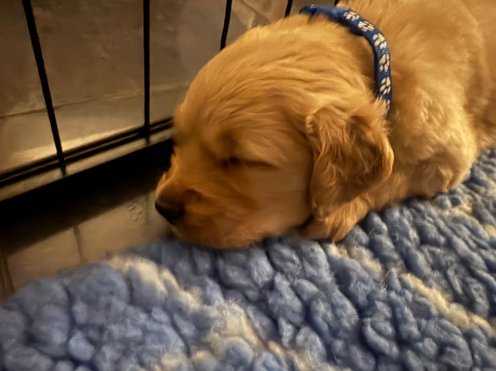 Golden retriever puppys, Golden retriever, CDV (hondenziekte), 8 tot 15 weken, Meerdere