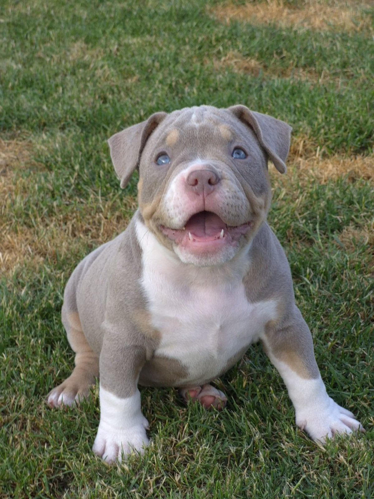 American bully puppy, Dieren en Toebehoren, Honden | Niet-rashonden, België, Particulier, 8 tot 15 weken, Parvo