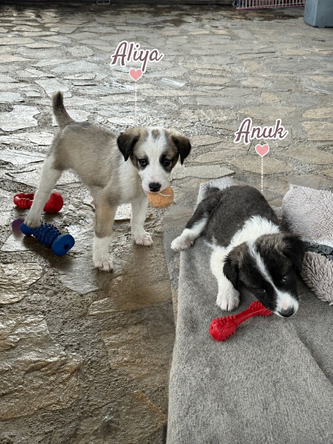 teefjes zoeken een thuis asielhondjes puppy's, Dieren en Toebehoren, Honden | Niet-rashonden, Particulier, 8 tot 15 weken, Buitenland