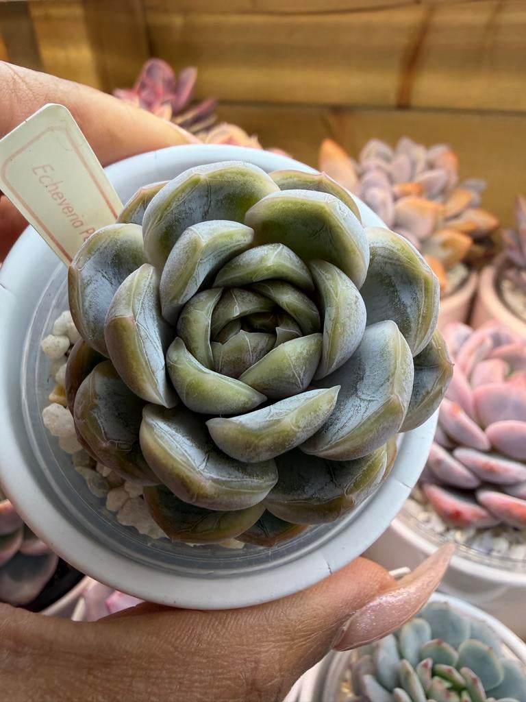 Echeveria Pearl - Prachtige Succulent voor uw Collectie, Tuin en Terras, Verzenden
