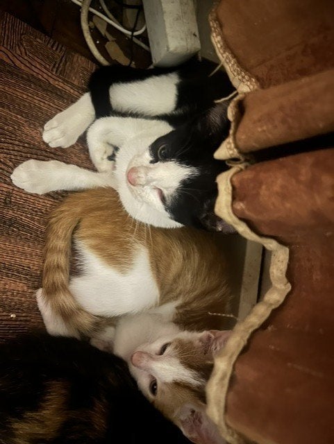 3 kittens, Meerdere dieren, 0 tot 2 jaar