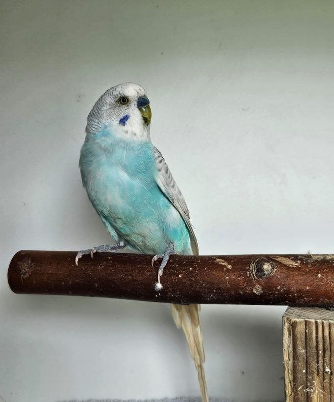 Grasparkiet Ekster zoekt een huisje, Mannelijk, Parkiet