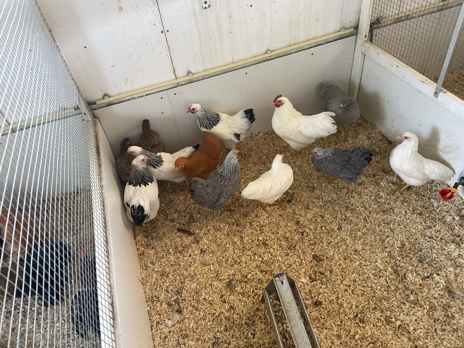 Wyandotte, Cochin, Barnevelder, Sussex en legkippen, Vrouwelijk, Kip