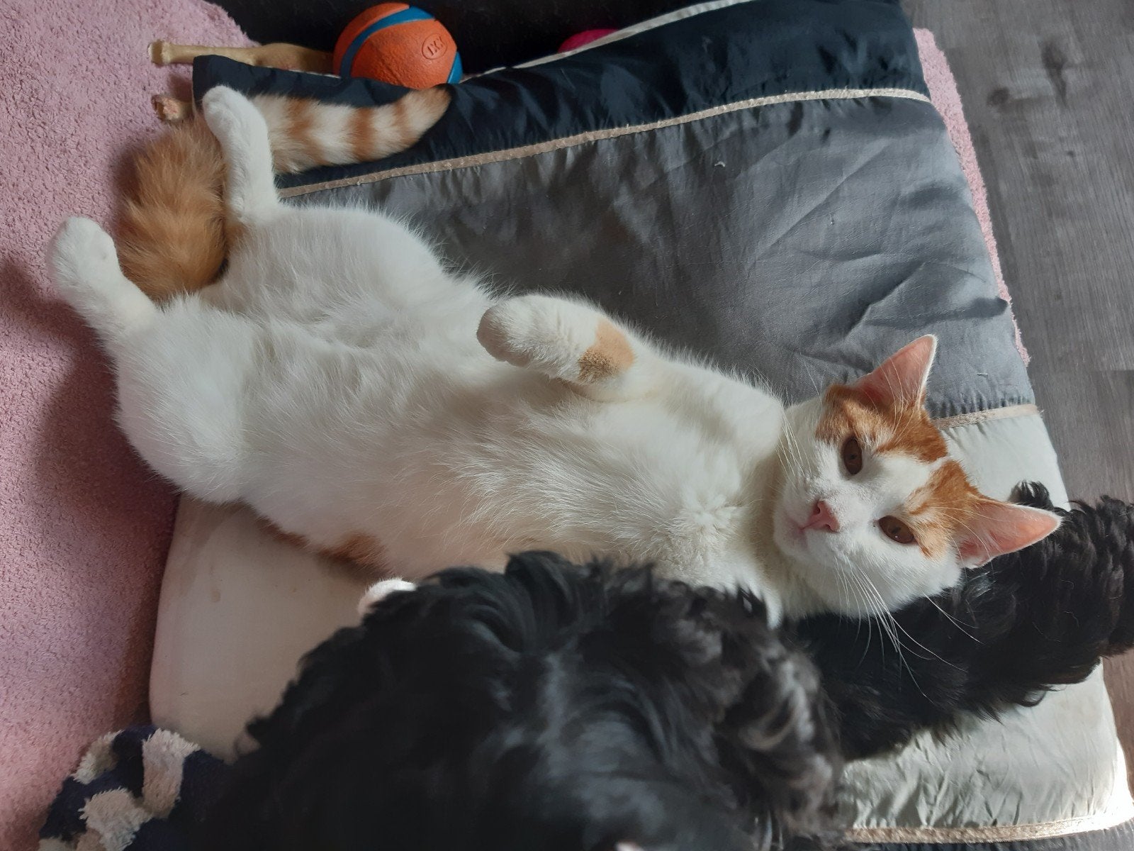 kittens & 2 volwassen katten zoeken z.s.m. nieuw huisje, Dieren en Toebehoren, Katten en Kittens | Overige Katten, Meerdere dieren