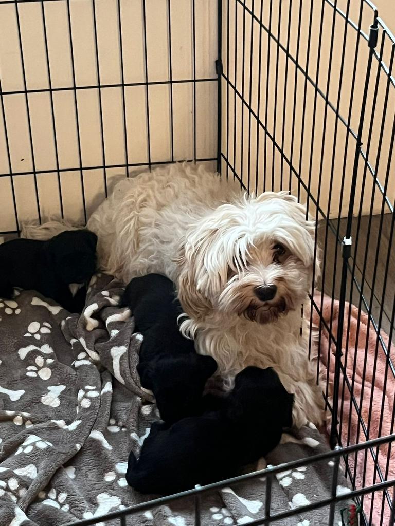 Prachtige raszuivere havanezer pups, Dieren en Toebehoren, Honden | Chihuahua's en Gezelschapshonden, Parvo, Overige rassen, 8 tot 15 weken