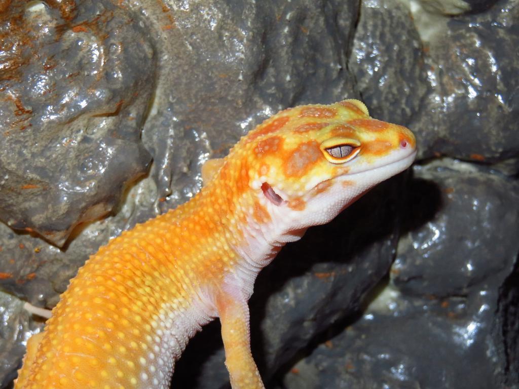 Luipaardgekko vrouw Leopard Gecko - female for sale from angel
