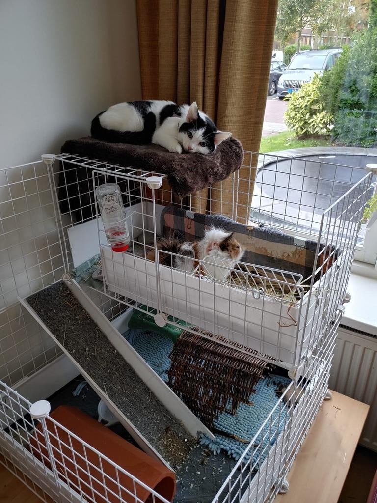 Cavia kooi hok 74 x 74 x H 74, 60 tot 90 cm, Minder dan 75 cm, Ophalen of Verzenden, Hok