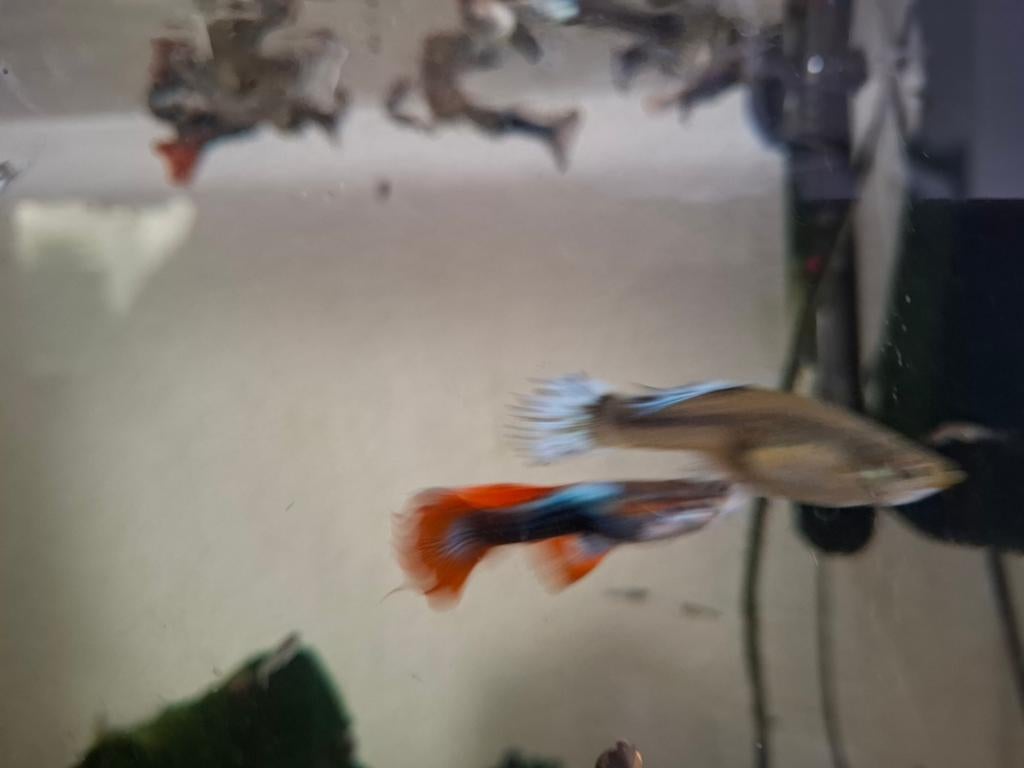 Baby guppies en grotere, Dieren en Toebehoren, Vis