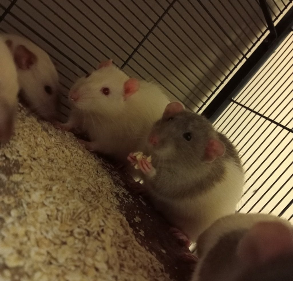 Ratjes zoeken zsm een liefdevol huisje ❤️, Dieren en Toebehoren, Juni, Meerdere dieren, Rat