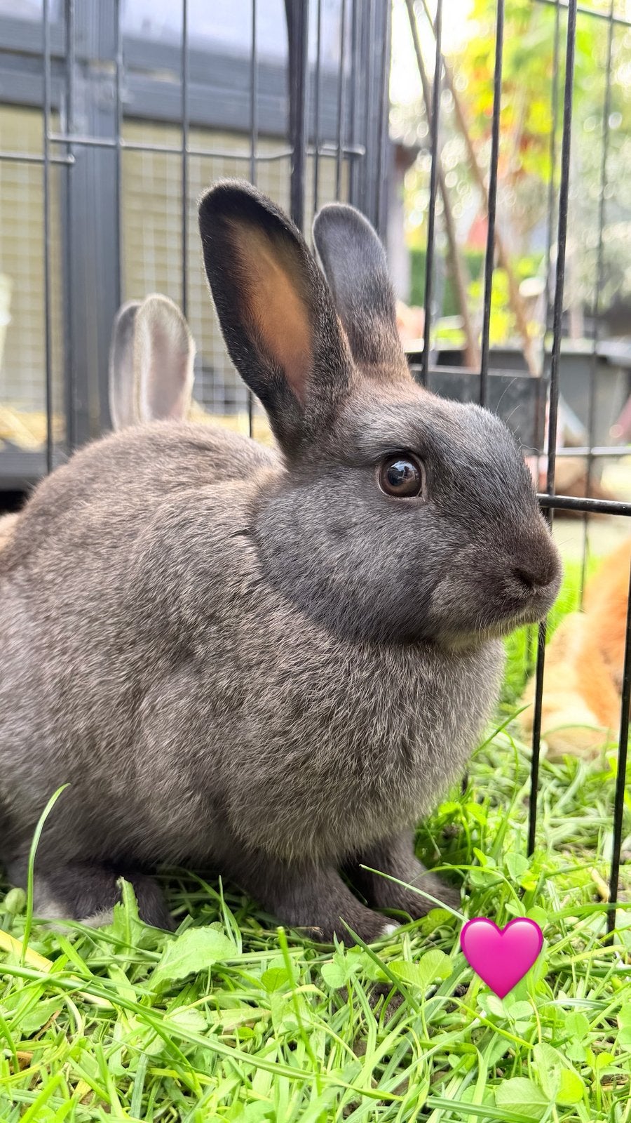 Jonge konijntjes – mannetjes, Dieren en Toebehoren, Meerdere dieren