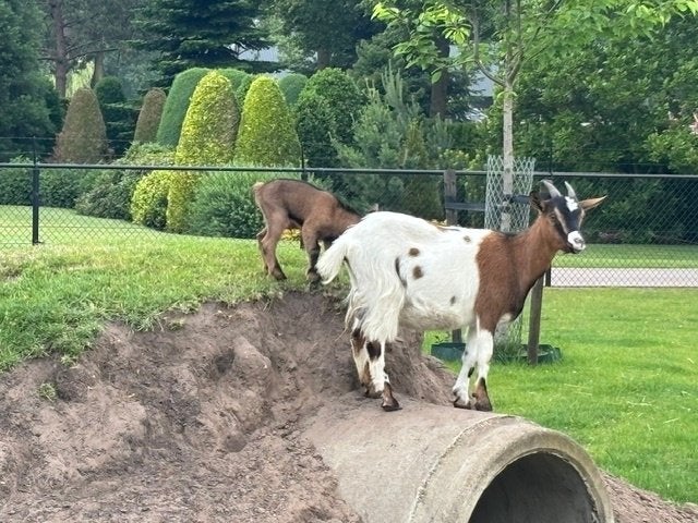 Geitjes met jong, Dieren en Toebehoren, Vrouwelijk, Schaap, 0 tot 2 jaar