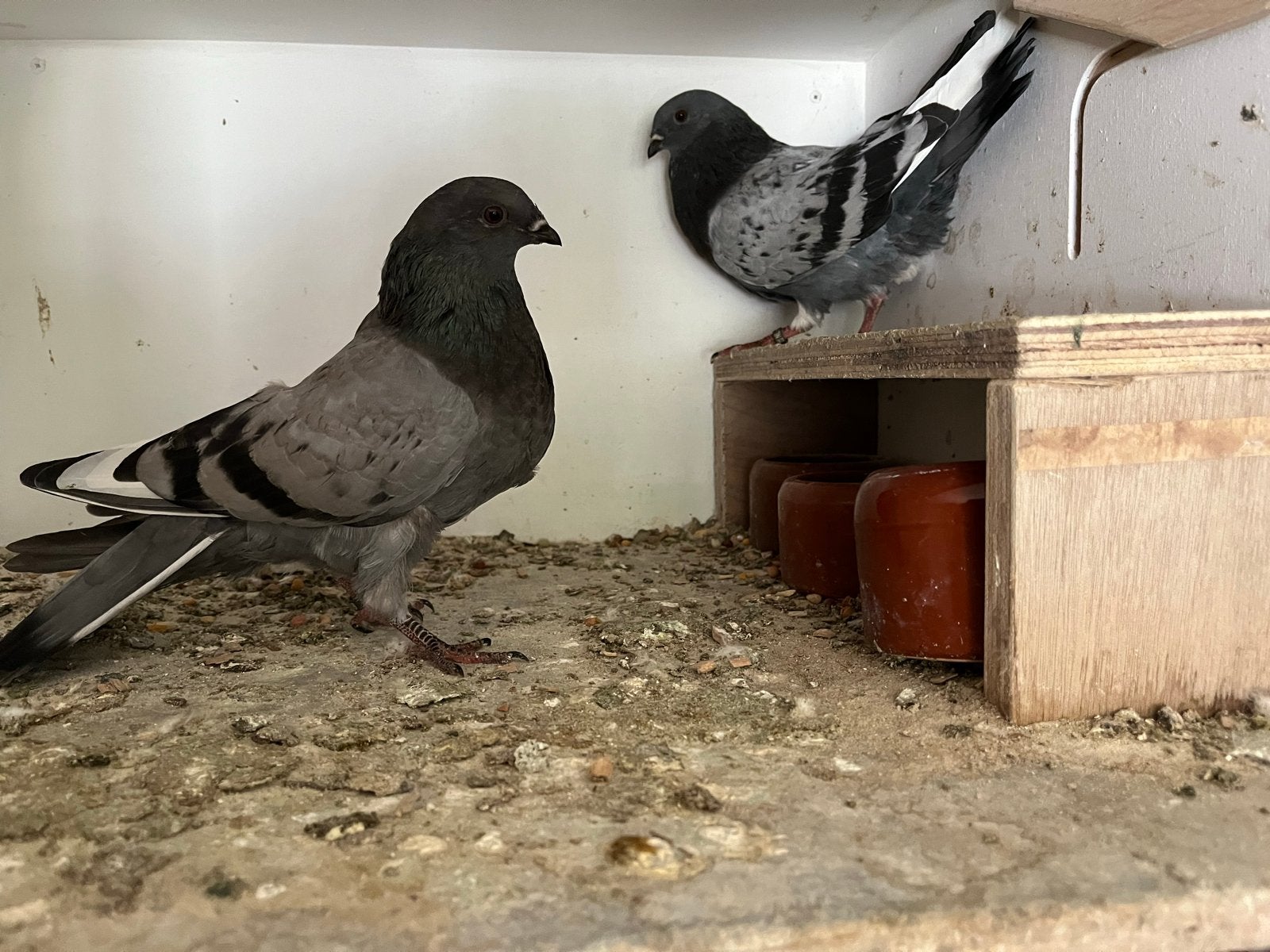 Veleno nestkoppel 2026, Dieren en Toebehoren, Vogels | Duiven, Kropper