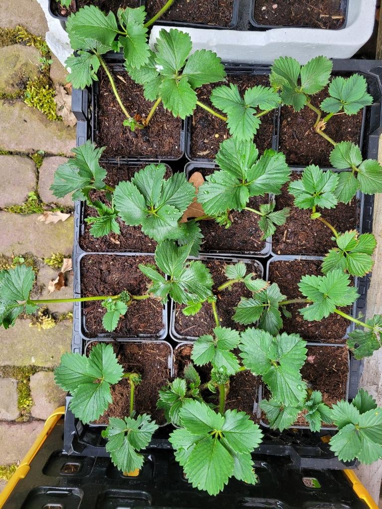 Mooie aardbei stekjes, Tuin en Terras, Planten | Tuinplanten, Ophalen of Verzenden, Volle zon