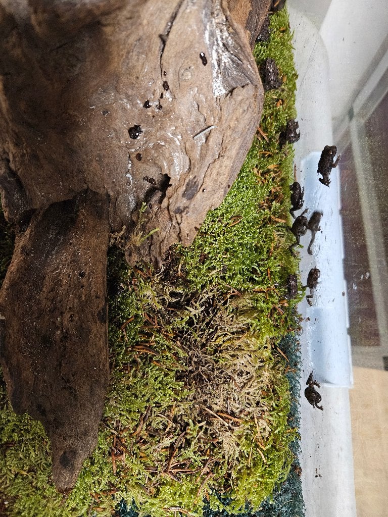 Bombina orientalis Chinese vuurbuikpad, Dieren en Toebehoren, Reptielen en Amfibieën, Amfibie, 0 tot 2 jaar