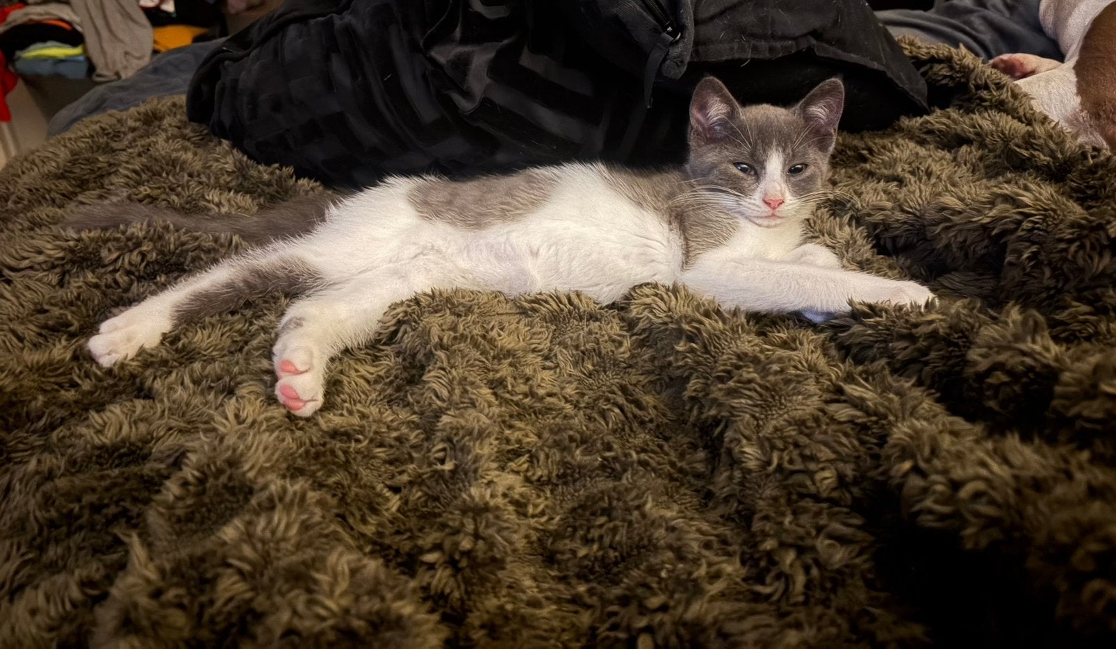 Kittens, Meerdere dieren, Ontwormd