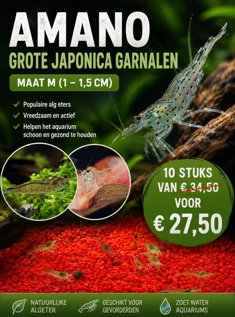 Maandaanbieding:Amano's (grote Japonica's) garnalen M, Dieren en Toebehoren, Kreeft, Krab of Garnaal, Zoetwatervis, Schoolvis
