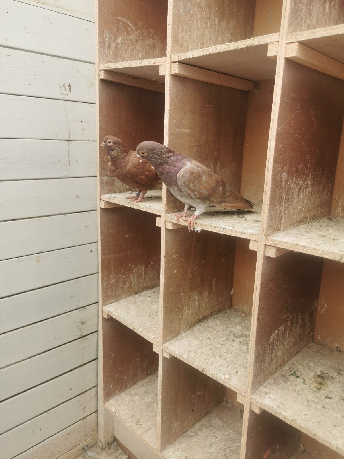 Te koop een paar Figuritas , gevaccineerd en gezond, Meerdere dieren, Postduif