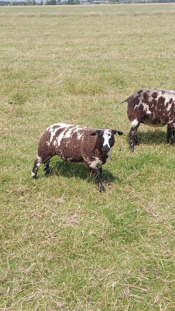 Beste stamboek bonte ooilammeren., Dieren en Toebehoren, Schapen, Geiten en Varkens, Vrouwelijk, Schaap