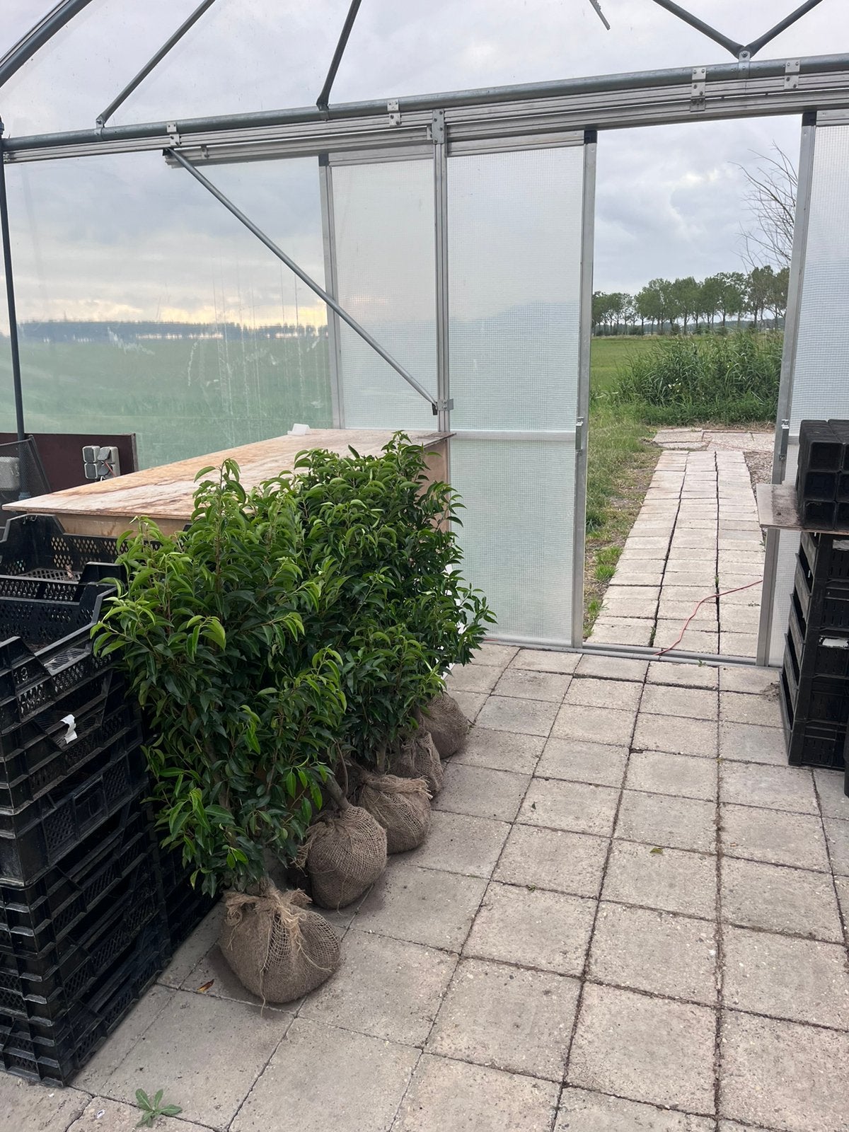 Portugese laurier 100 cm / zware kwaliteit, Tuin en Terras, Planten | Struiken en Hagen, Ophalen of Verzenden, Laurier, 100 tot 250 cm