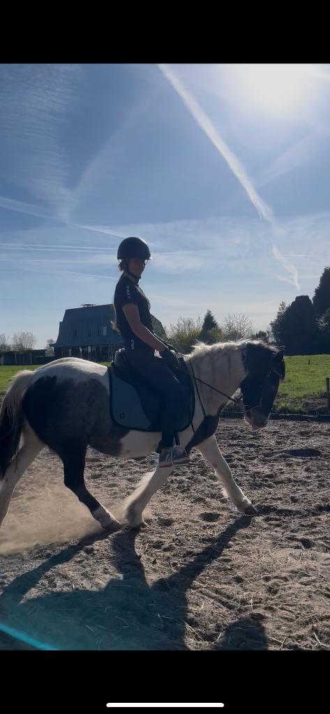 Zadelmak 5 jarige D pony, Dieren en Toebehoren, Merrie, B, 3 tot 6 jaar, D pony (1.37m tot 1.48m)
