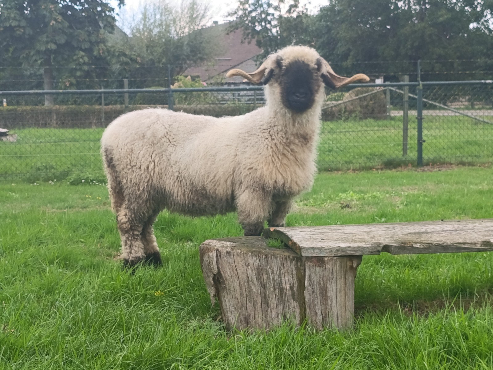 mooie walliser schwarznase ooi, Vrouwelijk, Schaap, 3 tot 5 jaar