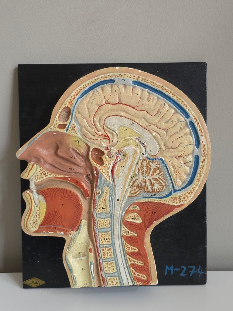 Anatomisch Model Hoofd — Gipsen Reliëf — LOGIA M-274, Ophalen of Verzenden