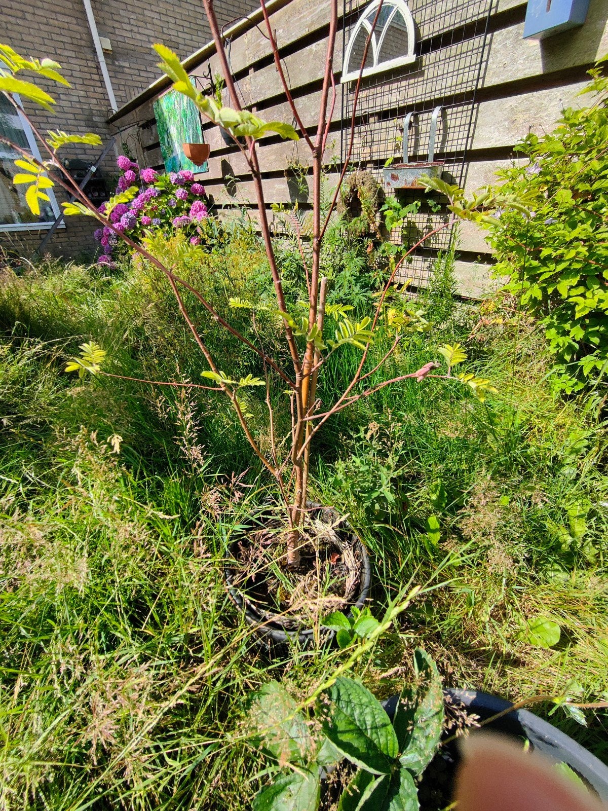 Lijsterbes in plastic kweekpot, Overige soorten, Lente, 100 tot 250 cm, Ophalen