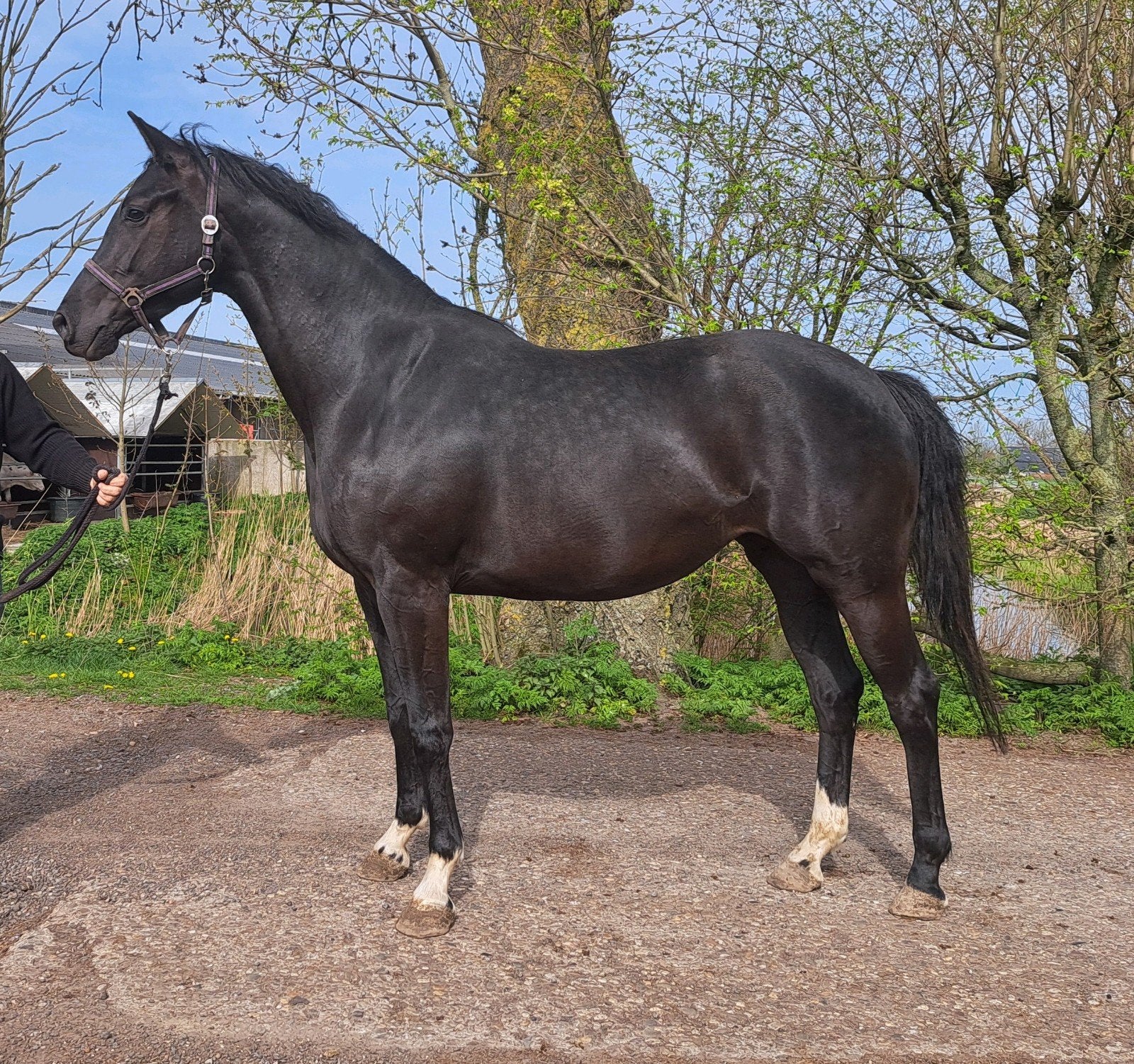 4 jarige KWPN merrie, Dieren en Toebehoren, Paarden, Merrie, Dressuurpaard, 0 tot 2 jaar