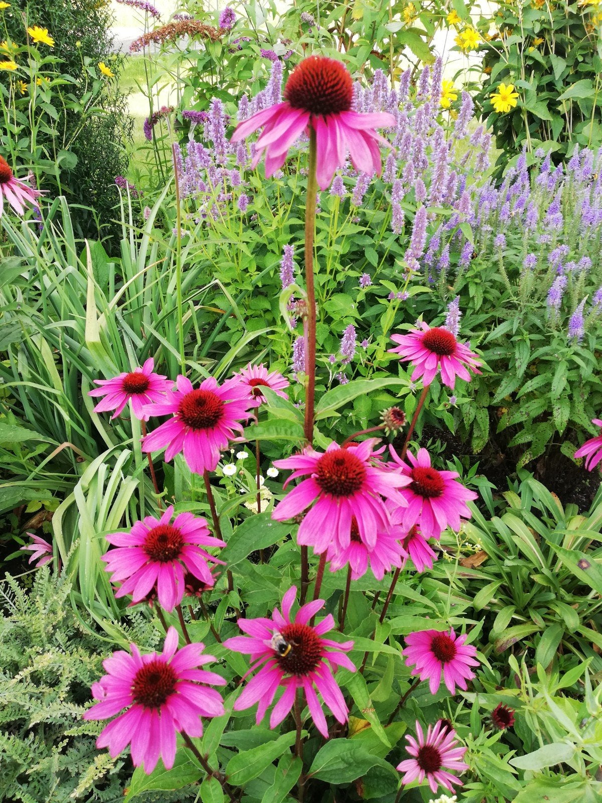 Zonnehoed Echinacea magnus roze, geel, groen, Rudbeckia, Ophalen, Vaste plant
