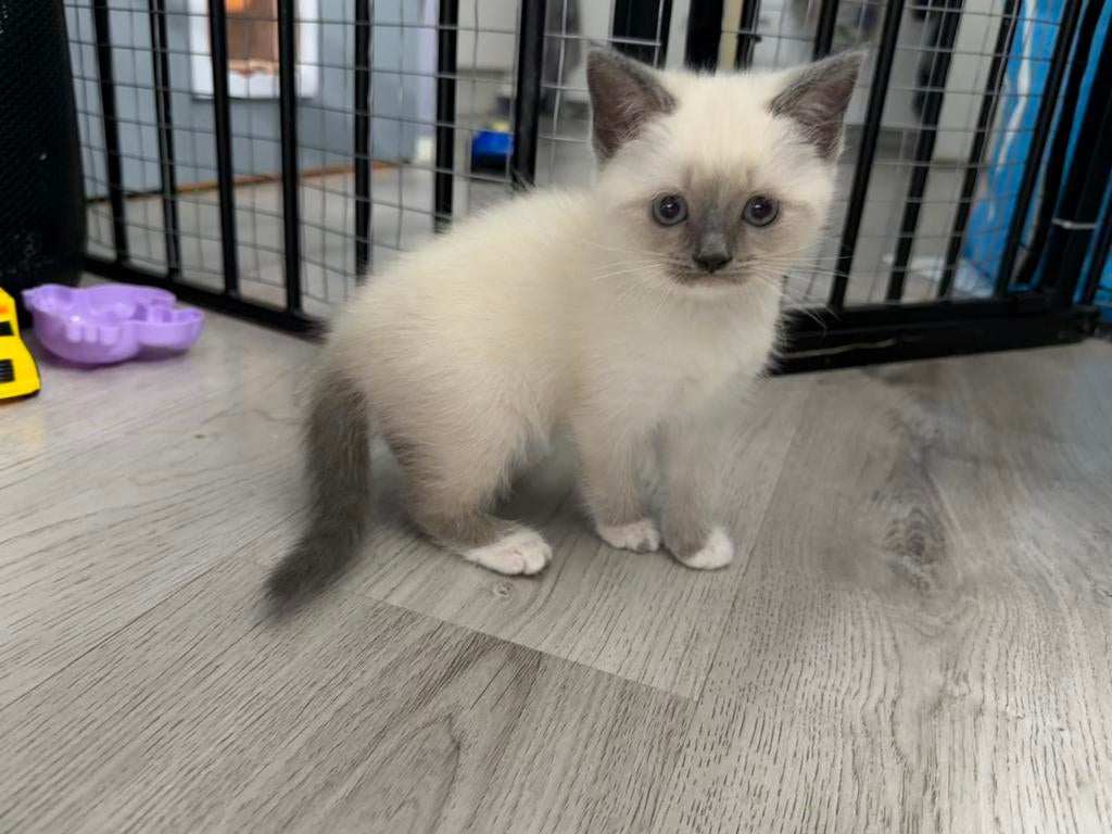Britse lang/kort haar kittens MOGEN WEG! NOG 2 BESCHIKBAAR!, Dieren en Toebehoren, Katten en Kittens | Raskatten | Korthaar, Meerdere dieren