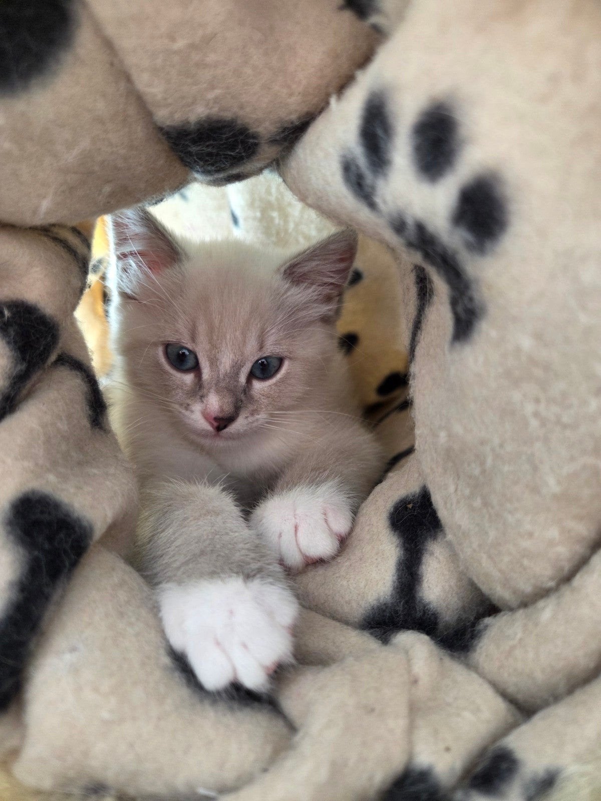 kitten poesje x ragdoll, Dieren en Toebehoren, Meerdere dieren, Kortharig, 0 tot 2 jaar