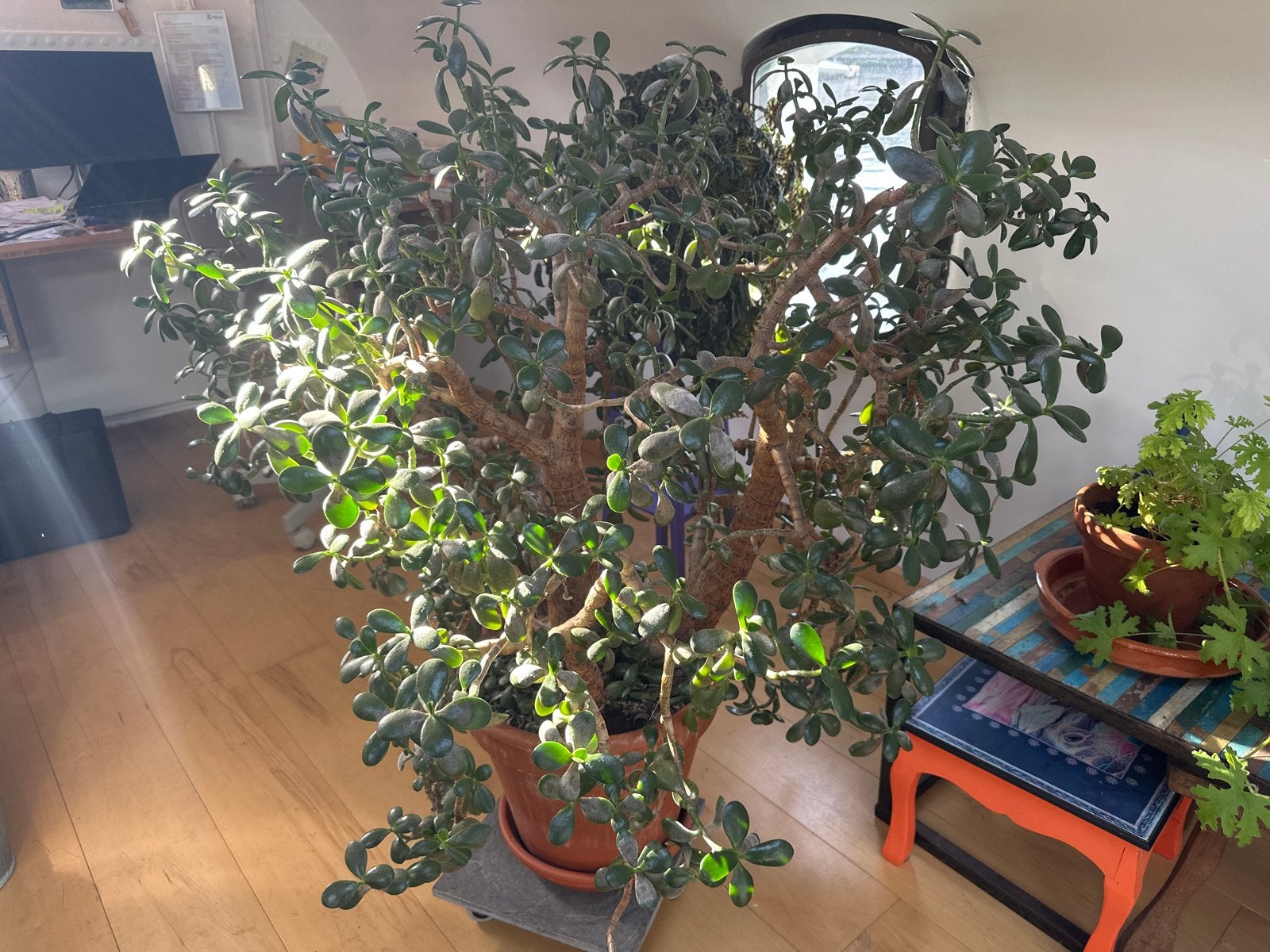 Grote en gezonde Jadeplant (Crassula Ovata), Huis en Inrichting, Ophalen, Vetplant, 100 tot 150 cm, In pot