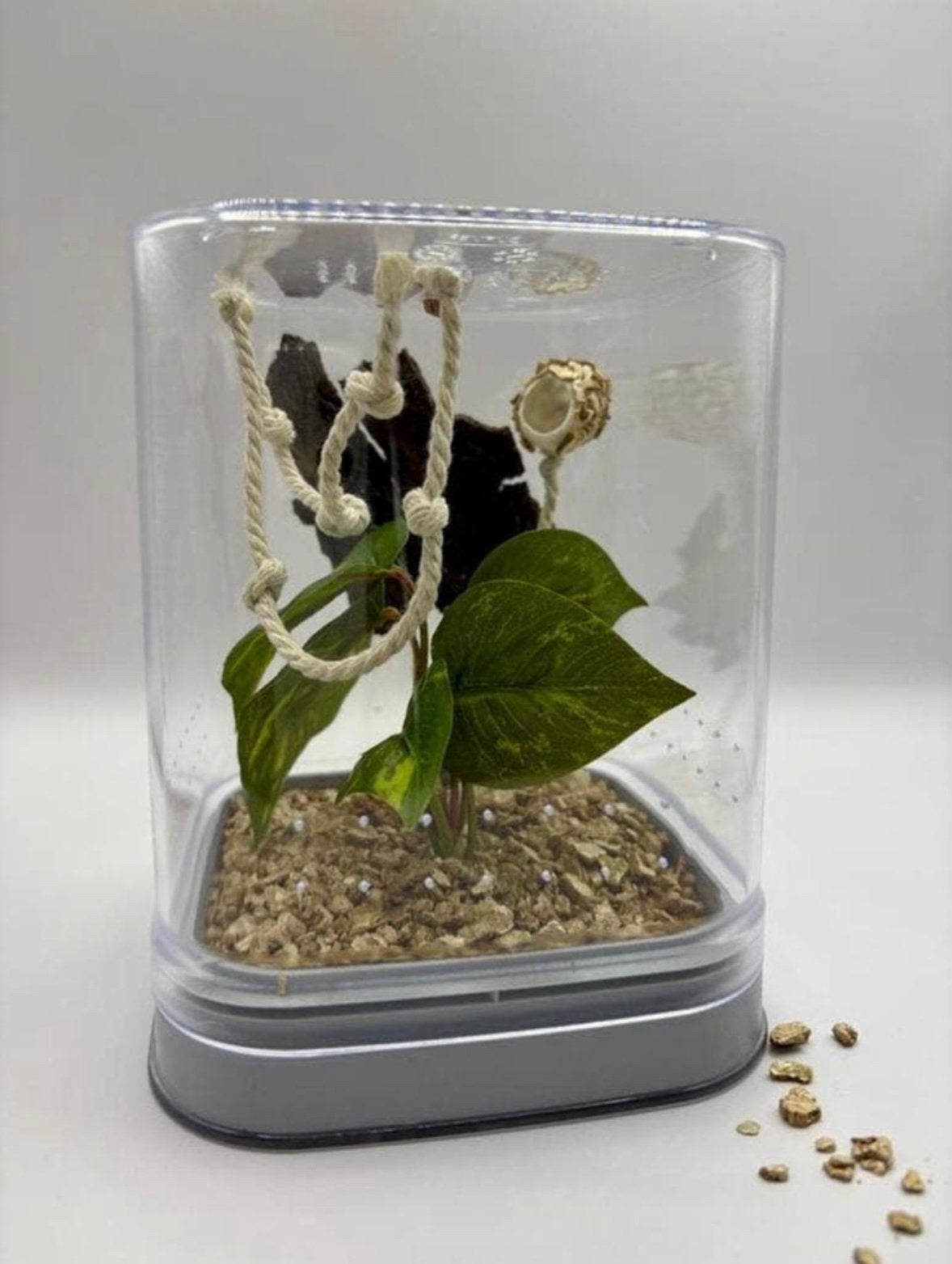Handgemaakt terrarium voor springspin – compact & sfeervol, Spin of Schorpioen