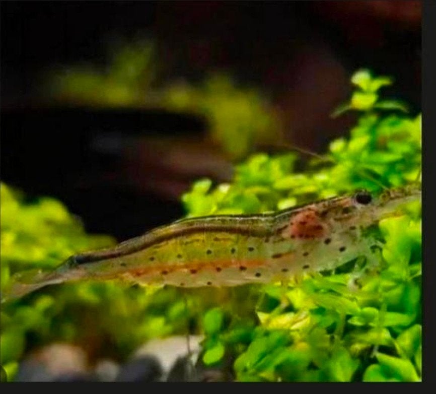 30 Mini Japonica / Caridina multidentata, Dieren en Toebehoren, Kreeft, Krab of Garnaal