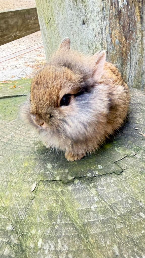 kleurdwerg konijntjes te koop!, Dieren en Toebehoren, Konijnen, Meerdere dieren, Dwerg