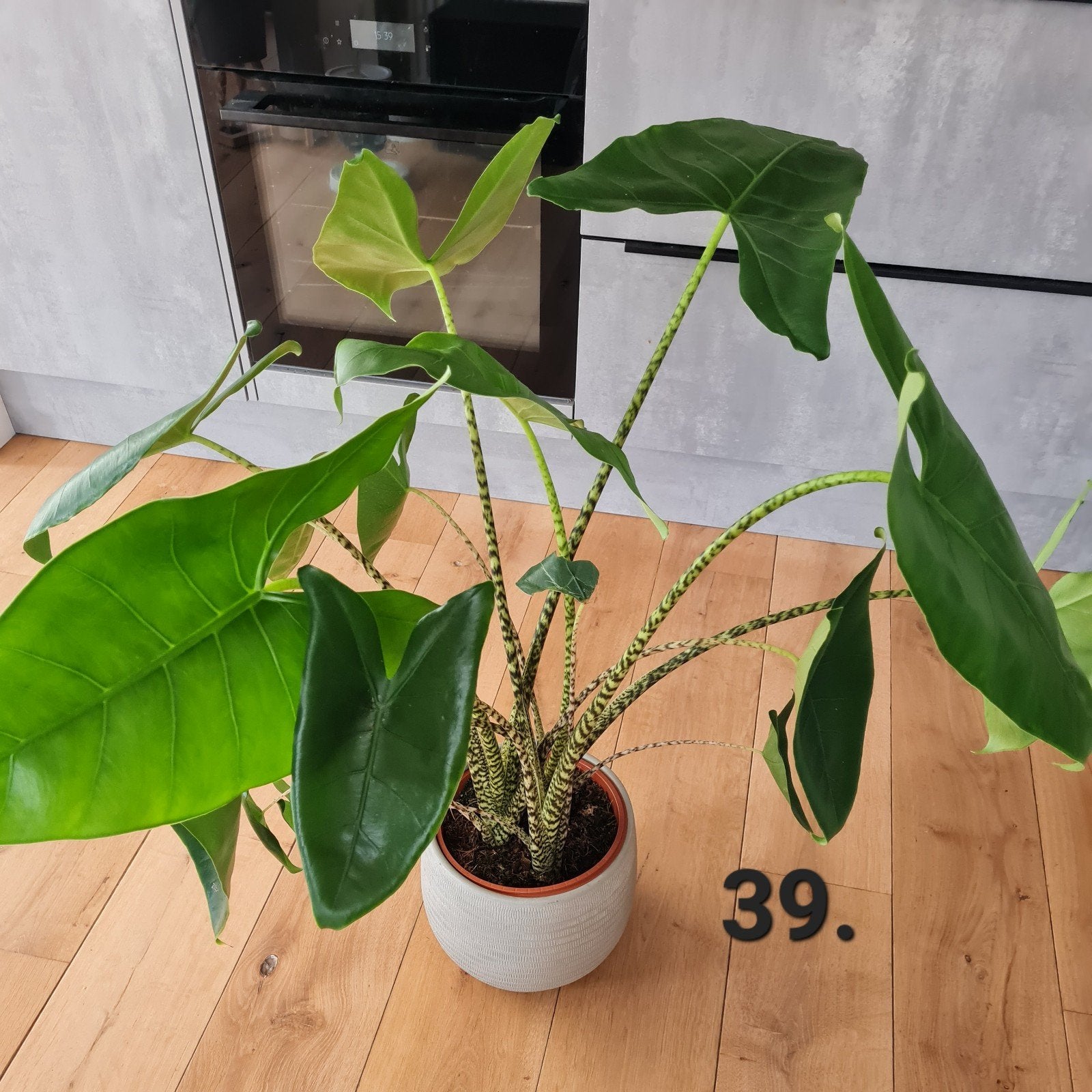 Grote alocasia zebrina kamerplant, Ophalen of Verzenden, Halfschaduw, Minder dan 100 cm