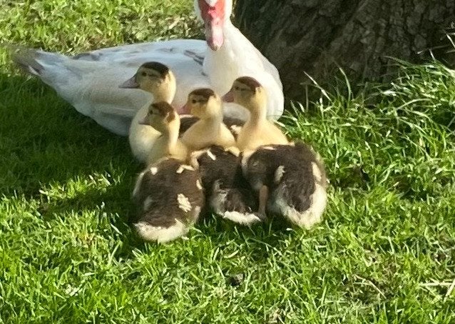 Muskus eenden, Dieren en Toebehoren, Meerdere dieren, Eend