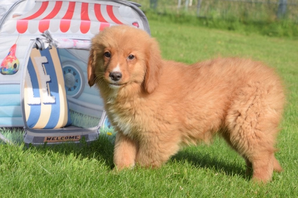 Nova Scotia Duck Tolling Retriever pups of Toller, België, 15 weken tot 1 jaar, Overige rassen, Parvo