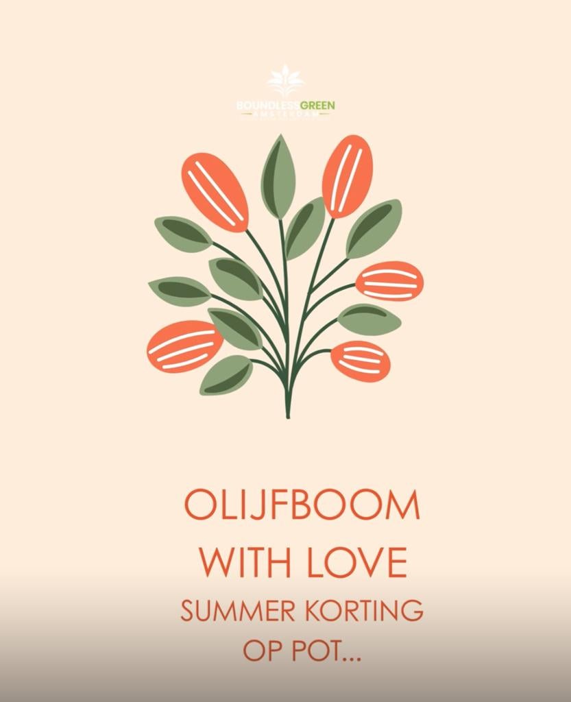 Olijfboom met korting op terracotta pot # mediterraanse tuin, Overige soorten, Volle zon, Vaste plant, Verzenden