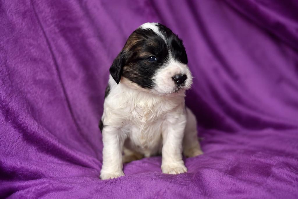 Doodle pups, Dieren en Toebehoren, Parvo, Reu, 8 tot 15 weken, Groot