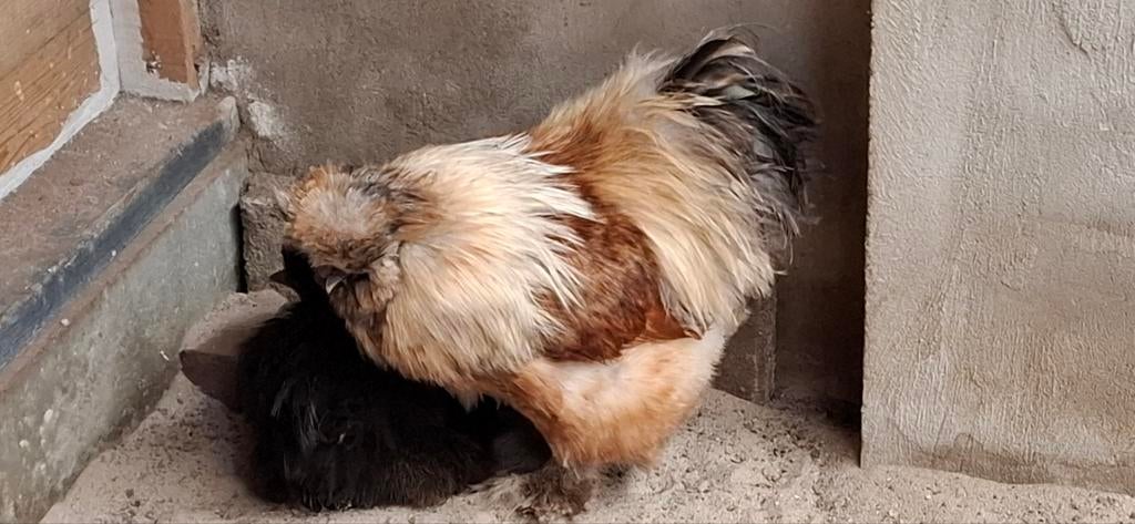 broedeieren zijdehoen USA, Dieren en Toebehoren, Pluimvee, Geslacht onbekend, Kip