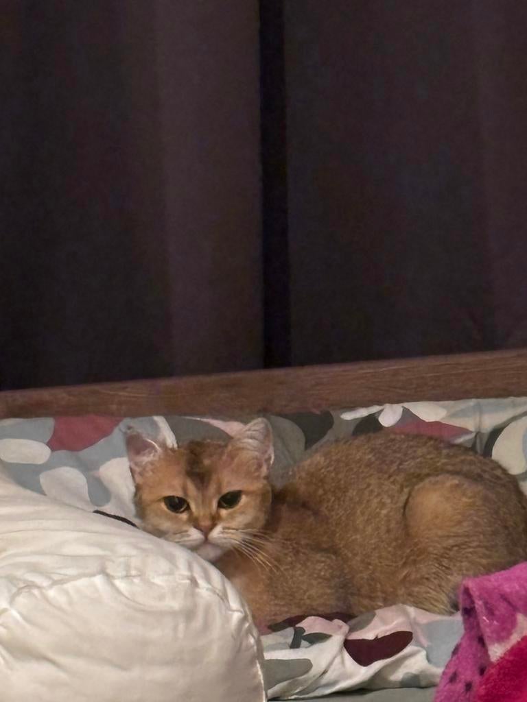 Britse Korthaar Poesje Te Koop, Poes