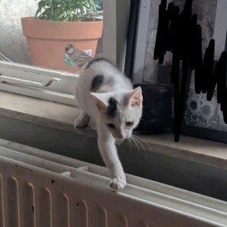 Laatste kitten uit nestje van 4, Ophalen
