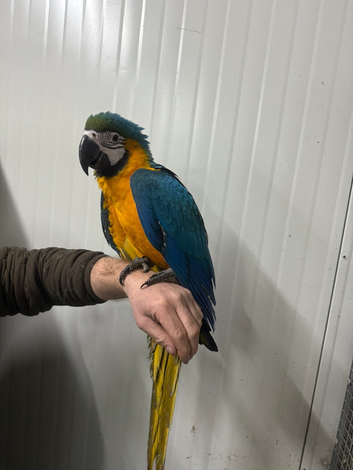 Lieve jonge tamme eigen kweek blauwgeleara man 14 weken, Dieren en Toebehoren, Mannelijk, Parkiet, Geringd