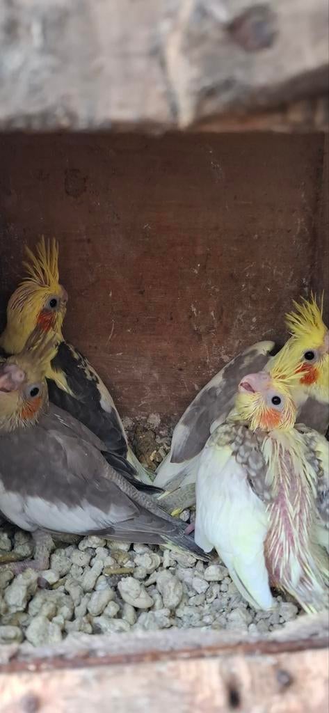Tekoop valkparkieten, Dieren en Toebehoren, Meerdere dieren, Parkiet