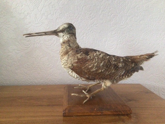 Opgezette houtsnip, Verzamelen, Ophalen of Verzenden, Vogel, Opgezet dier