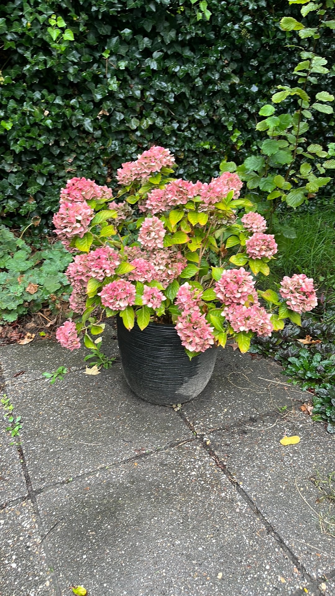 Hortensia in pot (roze), Ophalen, Overige soorten, Halfschaduw